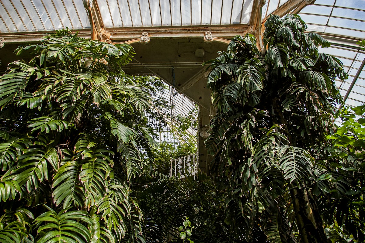 Temporary photograph: tropical leaves under a glass roof