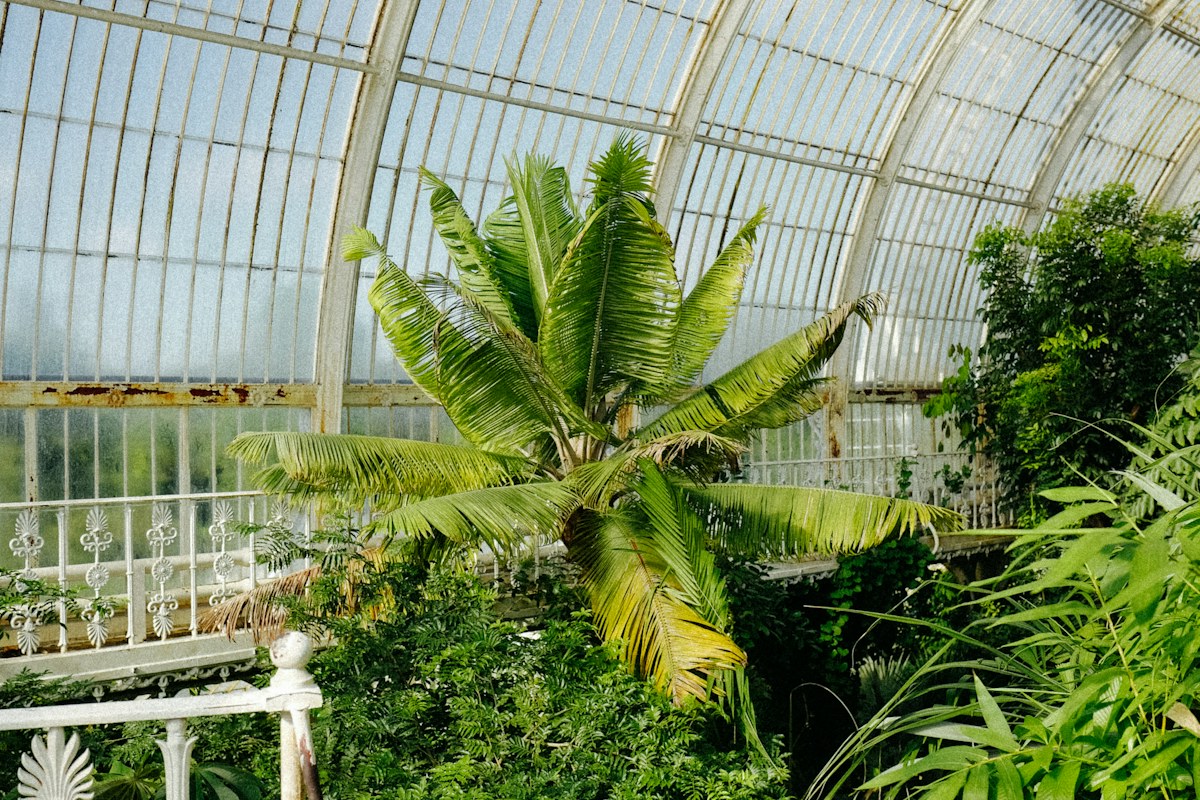 Temporary photograph: palms in a glass greenhouse